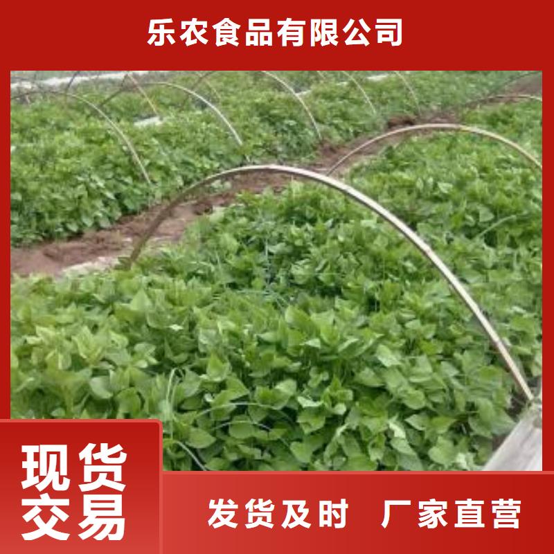 紫地瓜苗子保回收