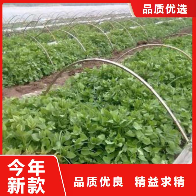 紫地瓜苗子源头厂家