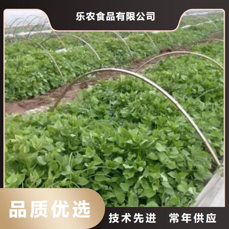 紫薯苗（济黑2号）市场报价