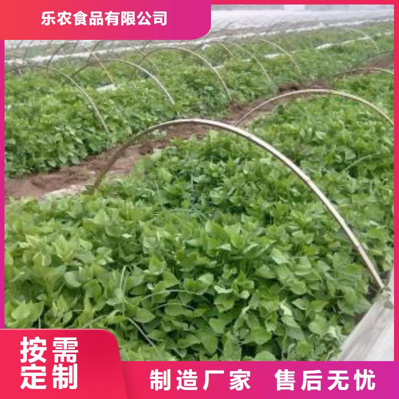 鲜食型紫薯苗厂家