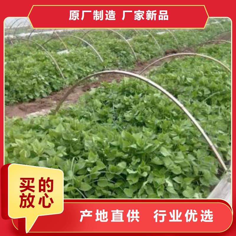 紫地瓜苗销售