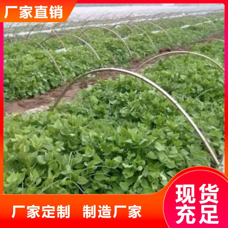 紫薯苗（济黑2号）源头厂家