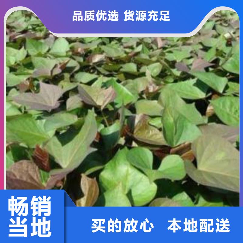 紫薯苗（济黑2号）多少钱