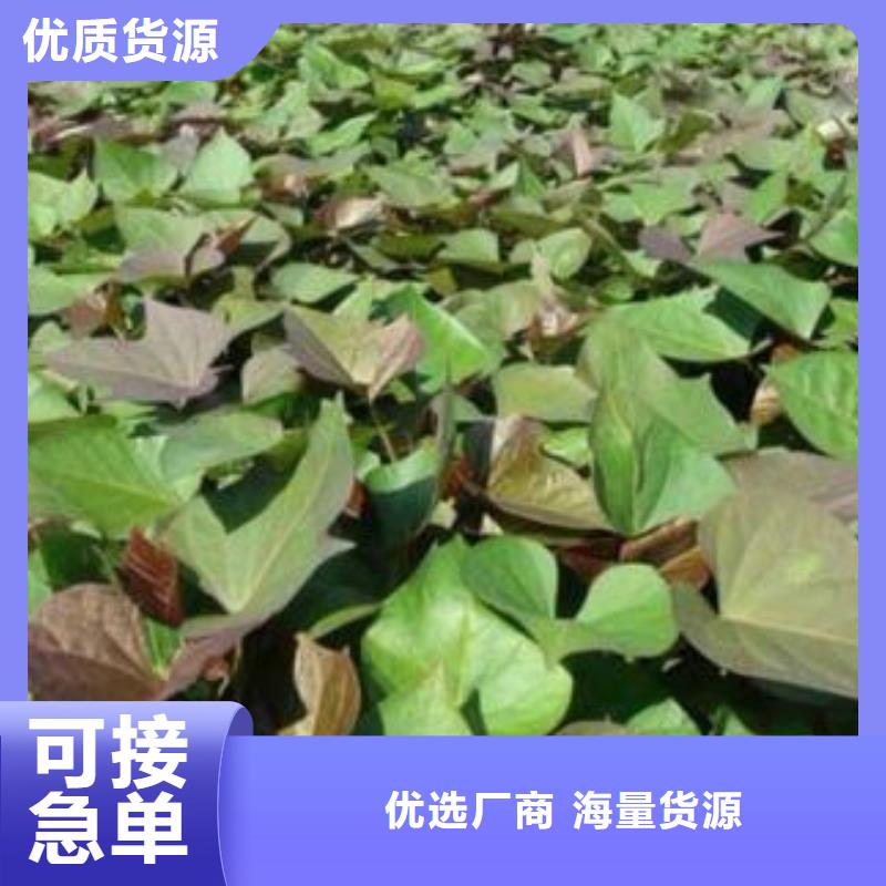 紫地瓜苗种植厂家