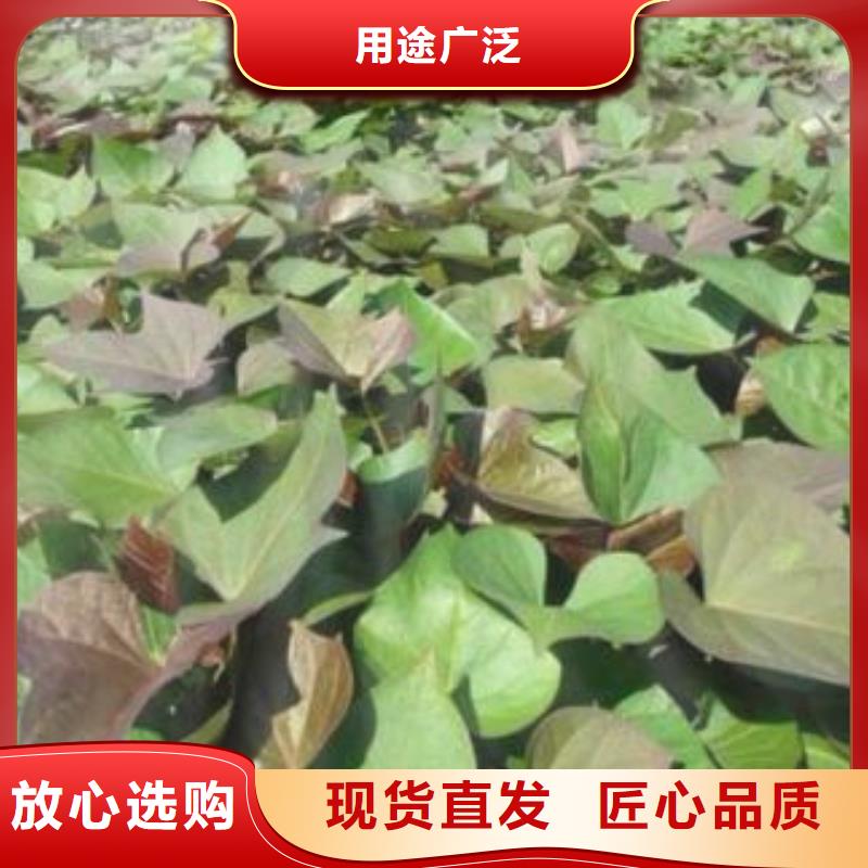紫罗兰紫薯苗欢迎实地考察