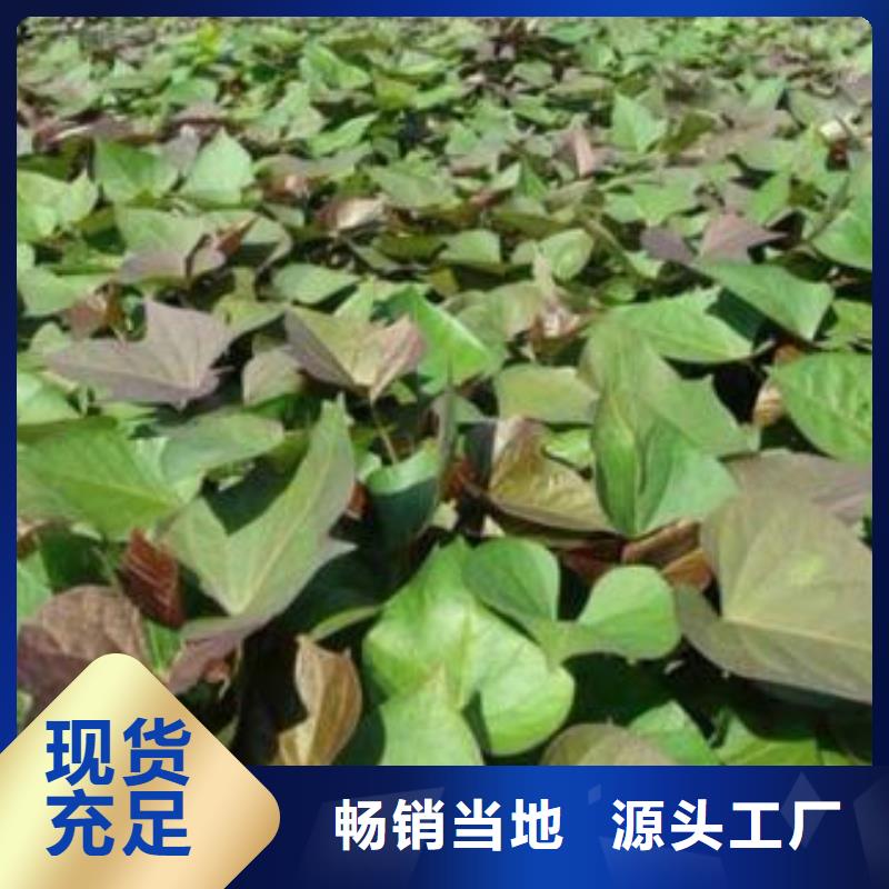 东风8号紫薯苗成活率高