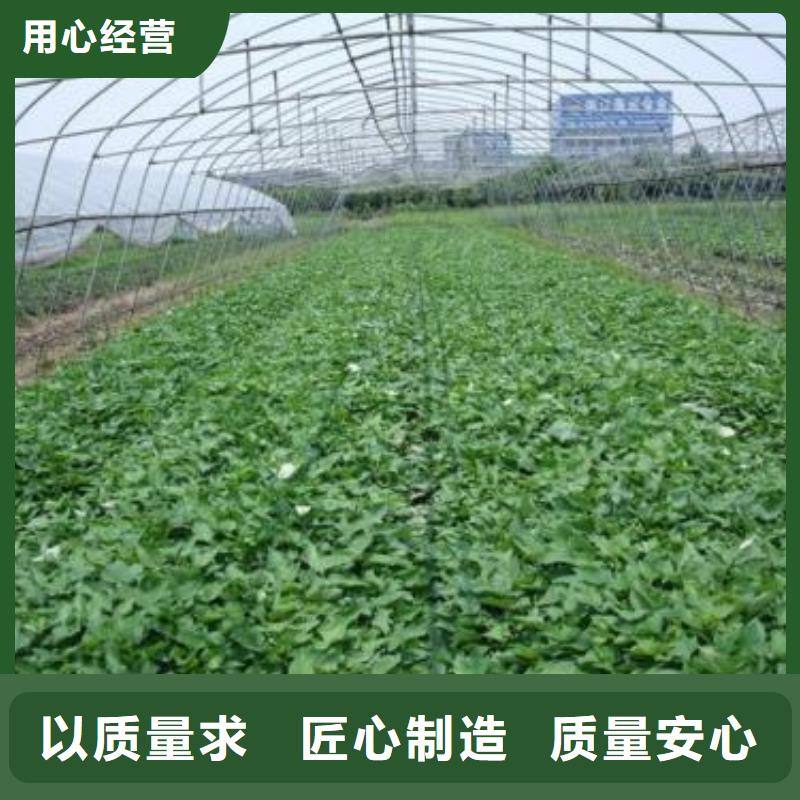 紫薯苗（绫紫）种植基地