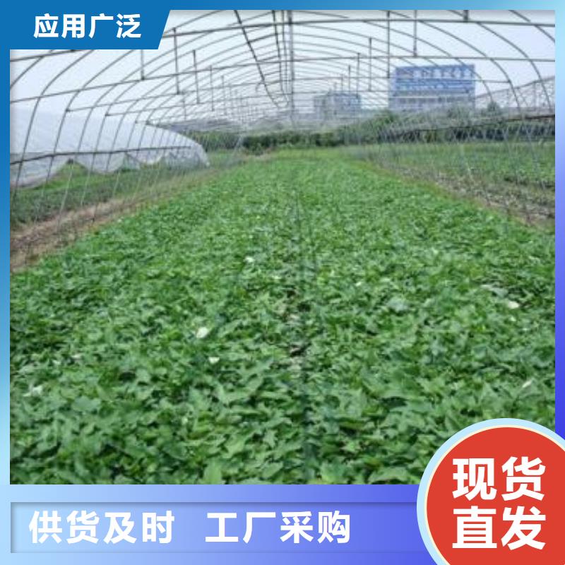紫薯苗（济黑2号上市）管理技术