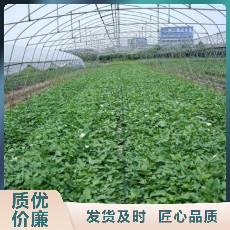 紫甘薯苗批发