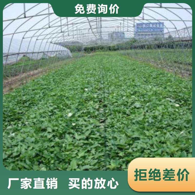 紫薯苗紫薯雪花片一对一为您服务