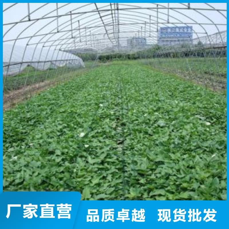 紫地瓜苗子2025新苗上市