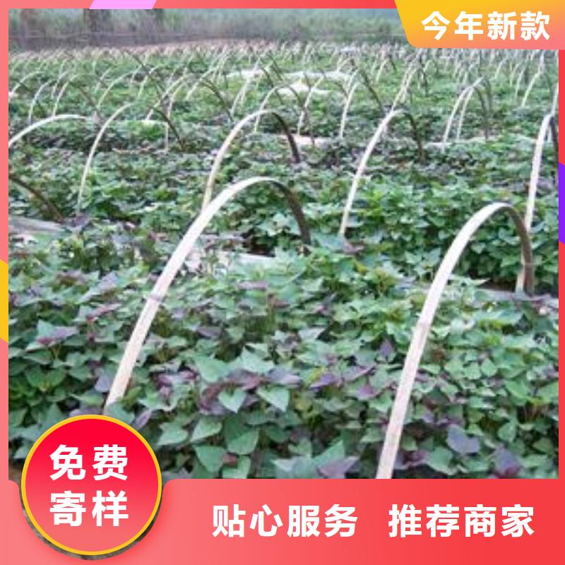 红薯苗（西瓜红）厂家价格是多少