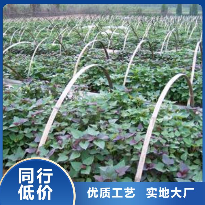 紫薯苗（济黑2号）市场报价