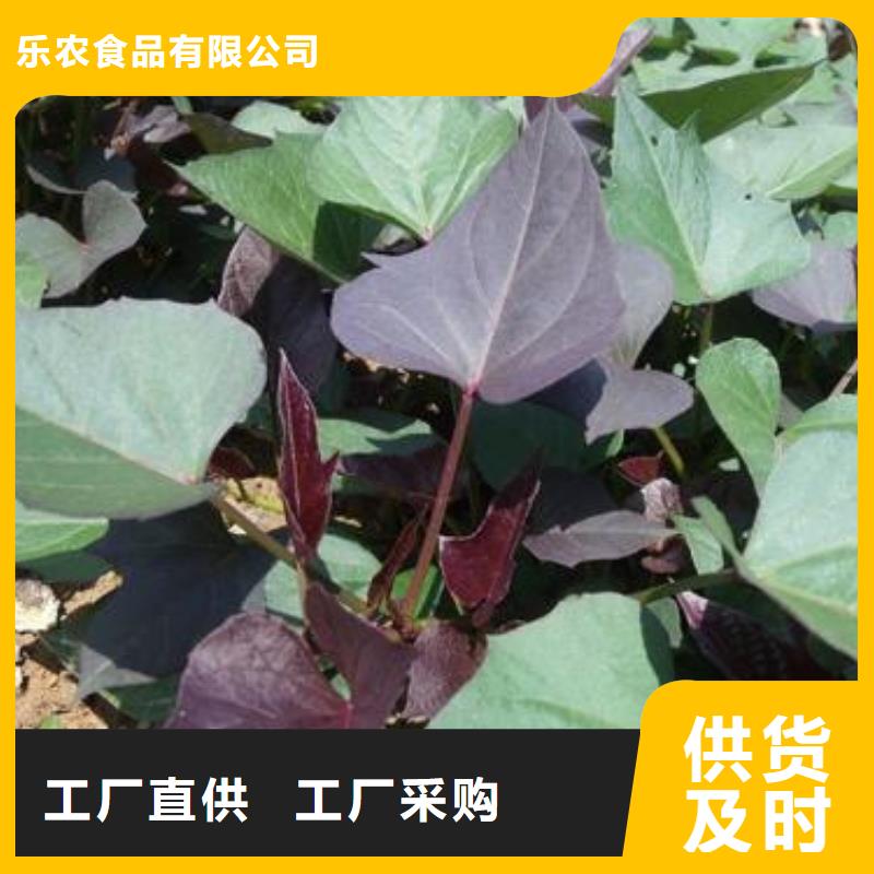 脱毒紫薯苗什么时候种