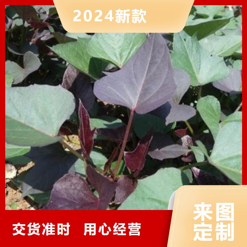 鲜食型紫薯苗批发