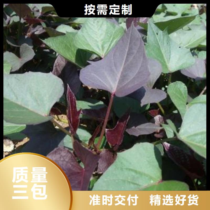 绫紫薯苗管理方式