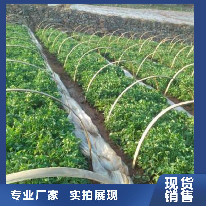 紫薯苗子销售