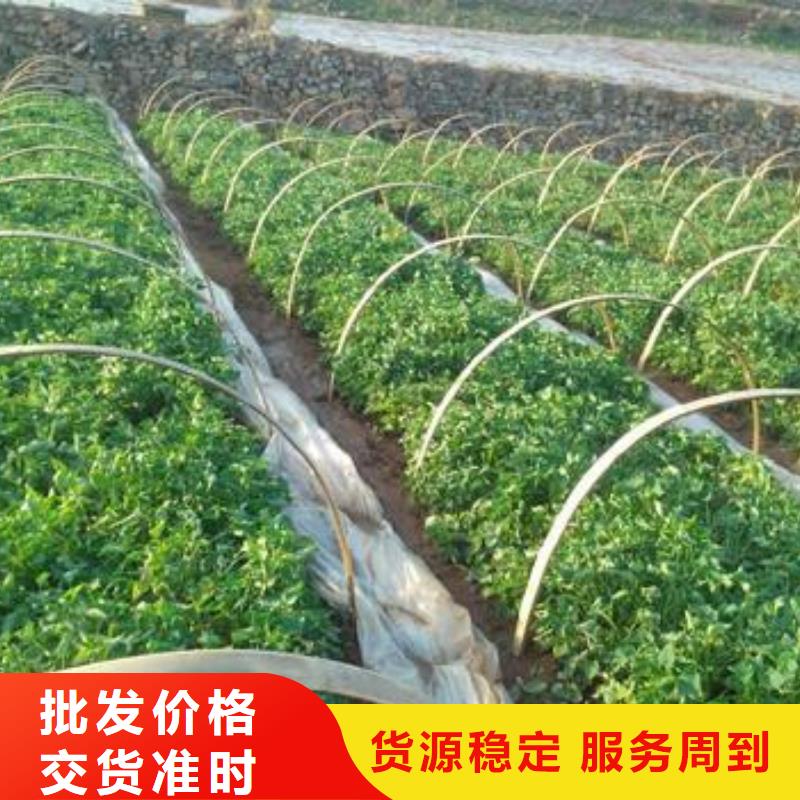 紫地瓜苗子2025新苗上市