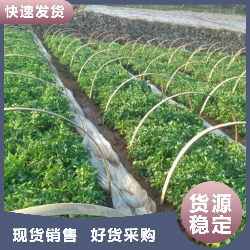 绫紫薯苗产地