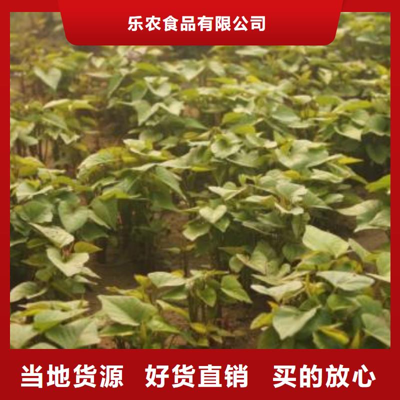 紫甘薯苗种植基地