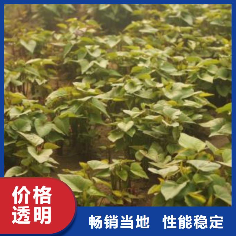 紫薯苗胡萝卜丁厂家生产安装