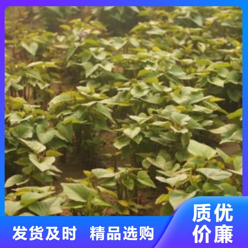 紫地瓜苗子源头厂家