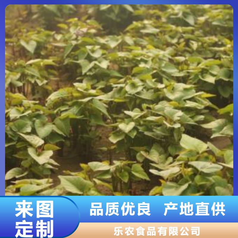 脱毒红薯苗（西瓜红）区别