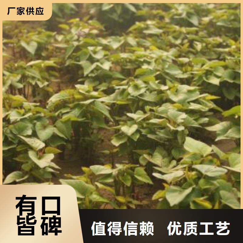 紫地瓜苗厂家价格是多少