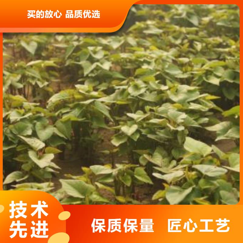 紫薯苗子销售