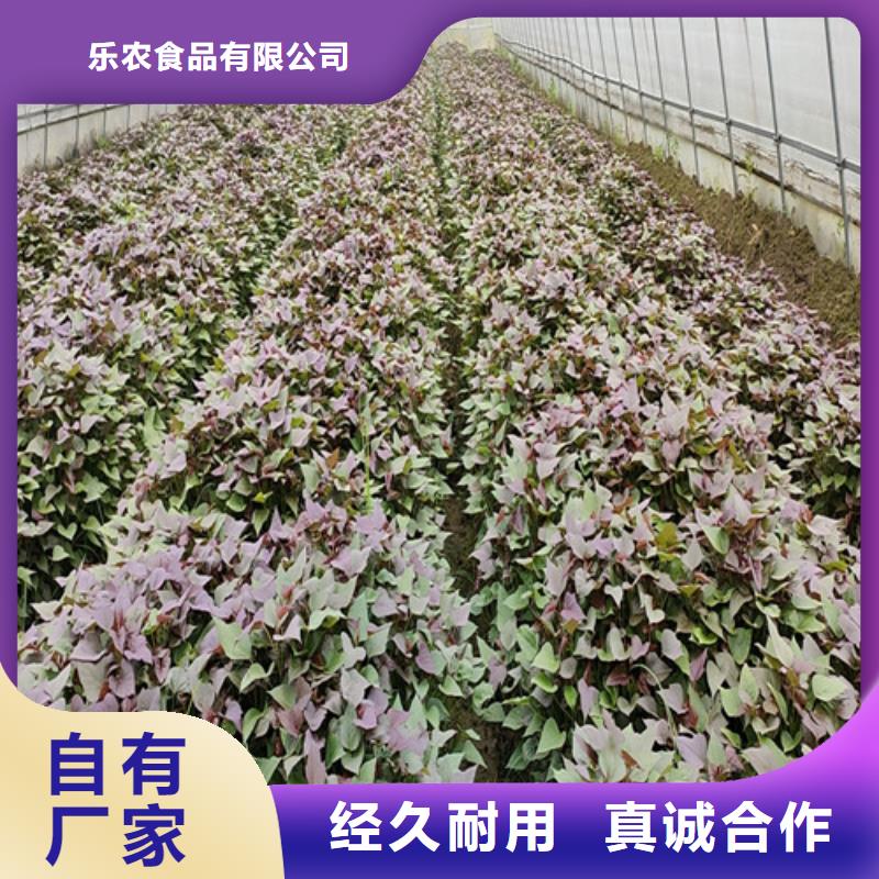 紫薯种苗保回收