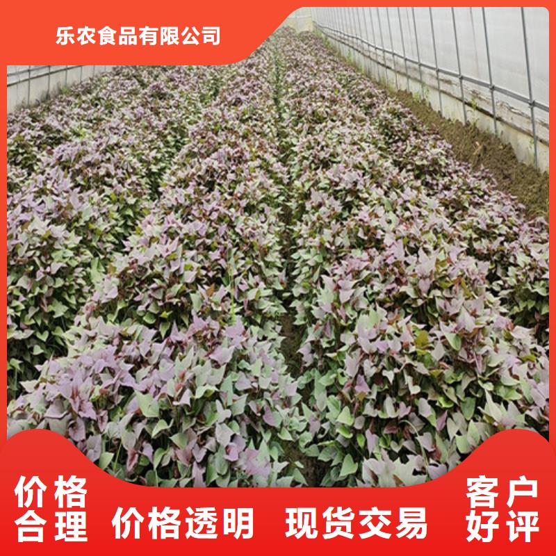 紫地瓜苗报价