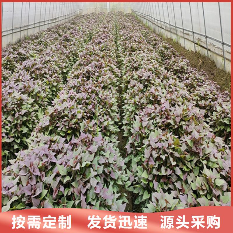 紫甘薯苗多少钱