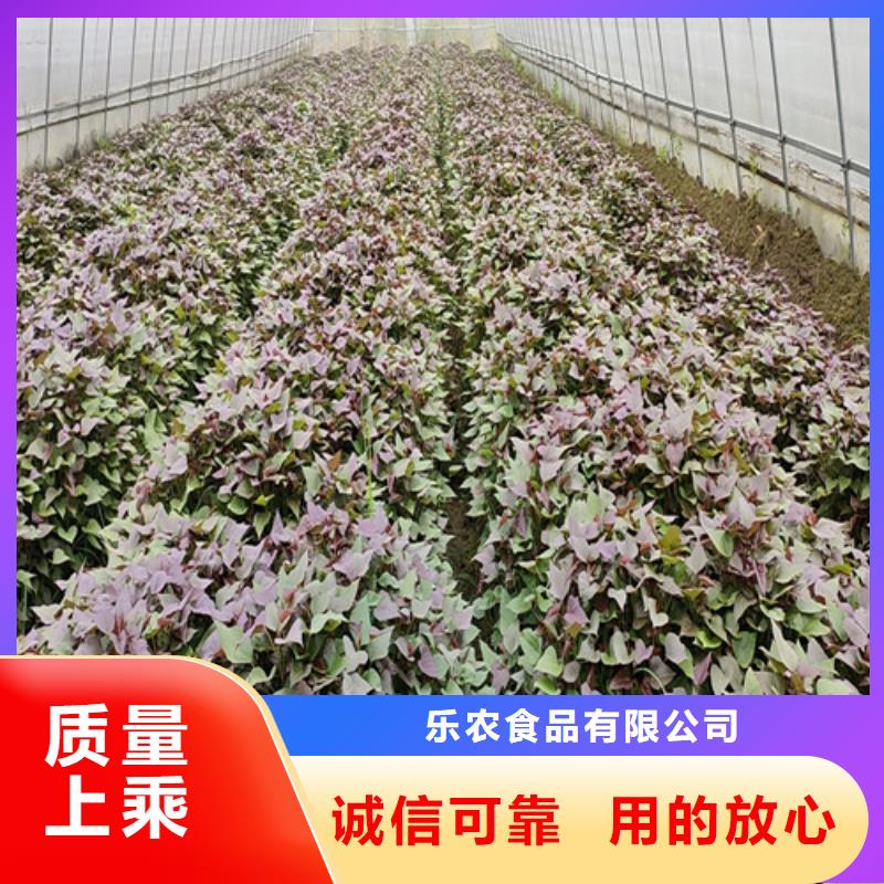 脱毒红薯苗（西瓜红）区别