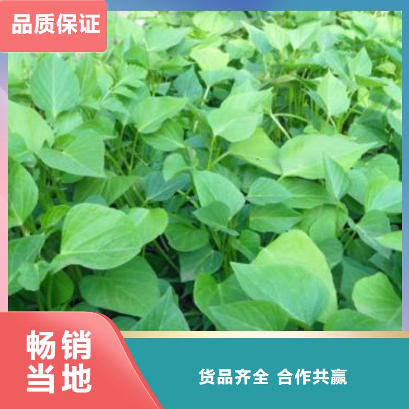 紫薯苗（济黑2号上市）培育技术