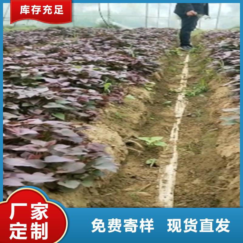 紫薯苗（济黑2号上市）管理技术