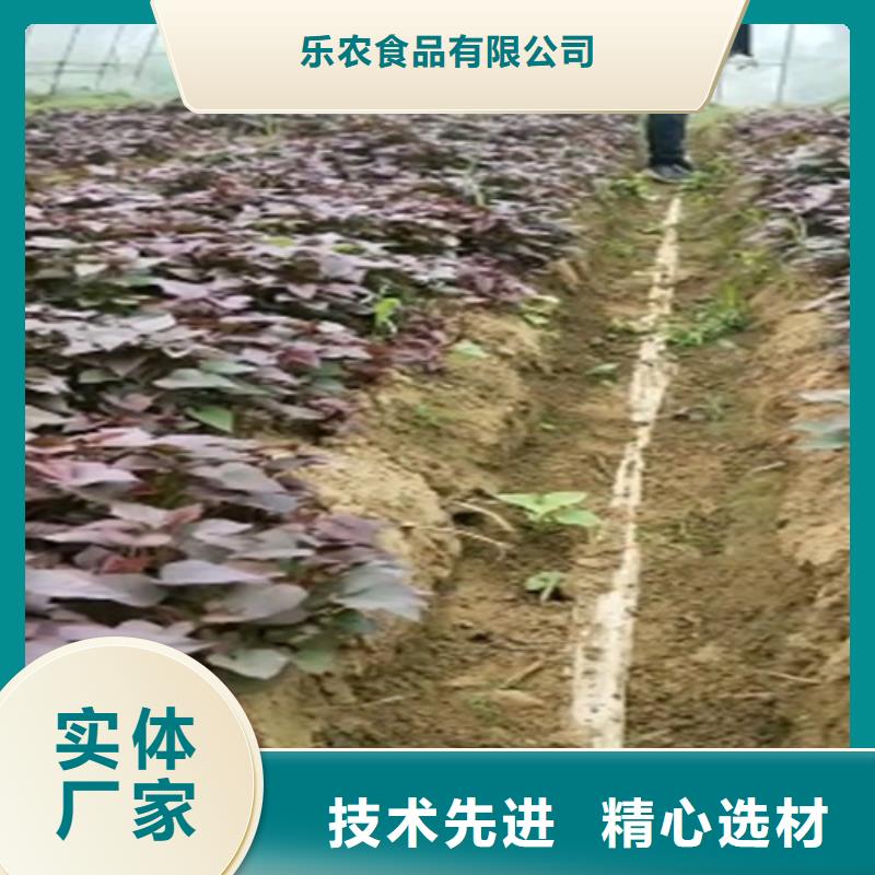 紫薯苗子2025新苗上市