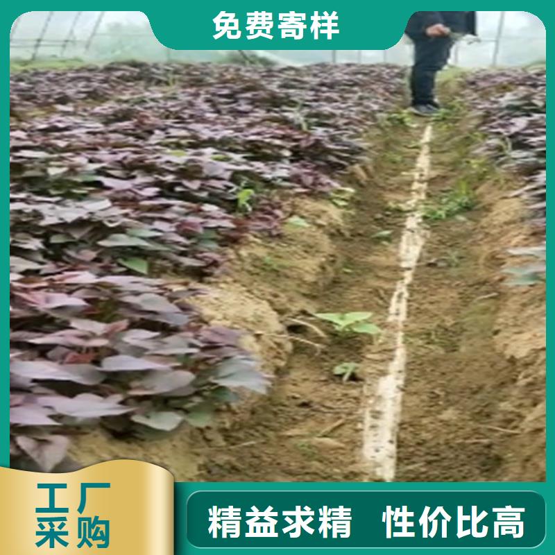 高产红薯苗（预售中）实时报价
