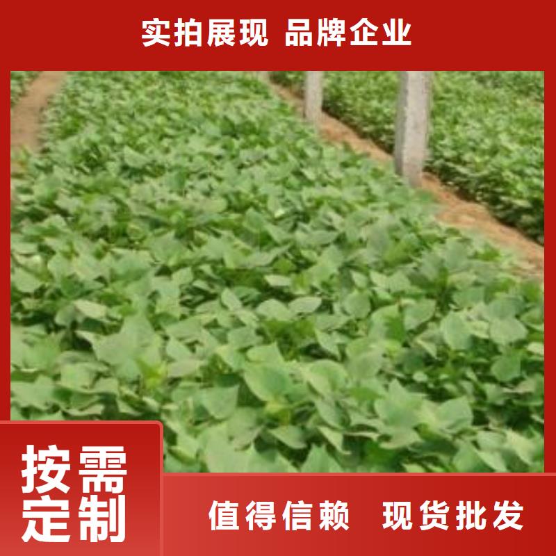 紫薯苗（济黑2号上市）培育技术