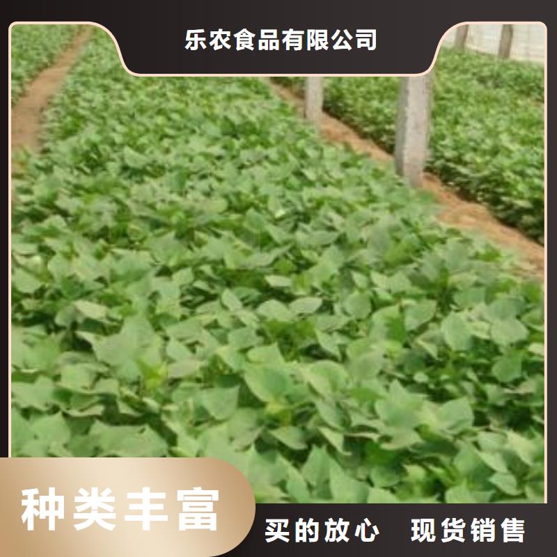 紫薯苗（济黑2号）多少钱一棵