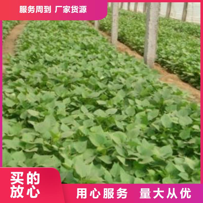 紫甘薯苗怎么培育