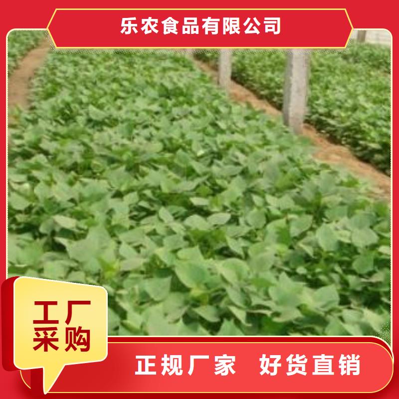 紫薯苗（济黑2号）源头厂家