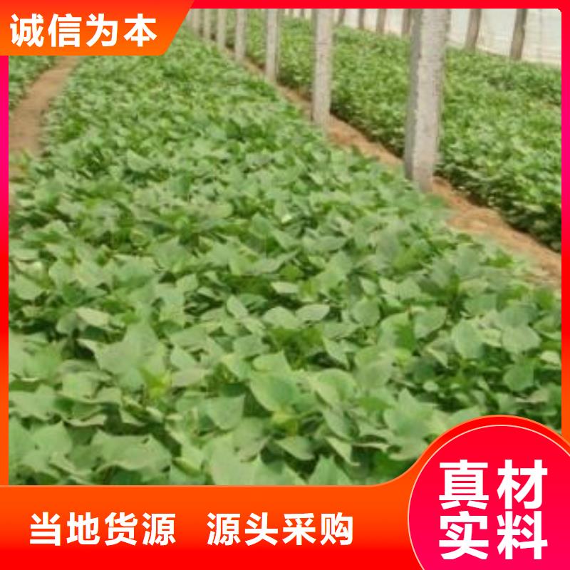 脱毒紫薯苗什么时候种