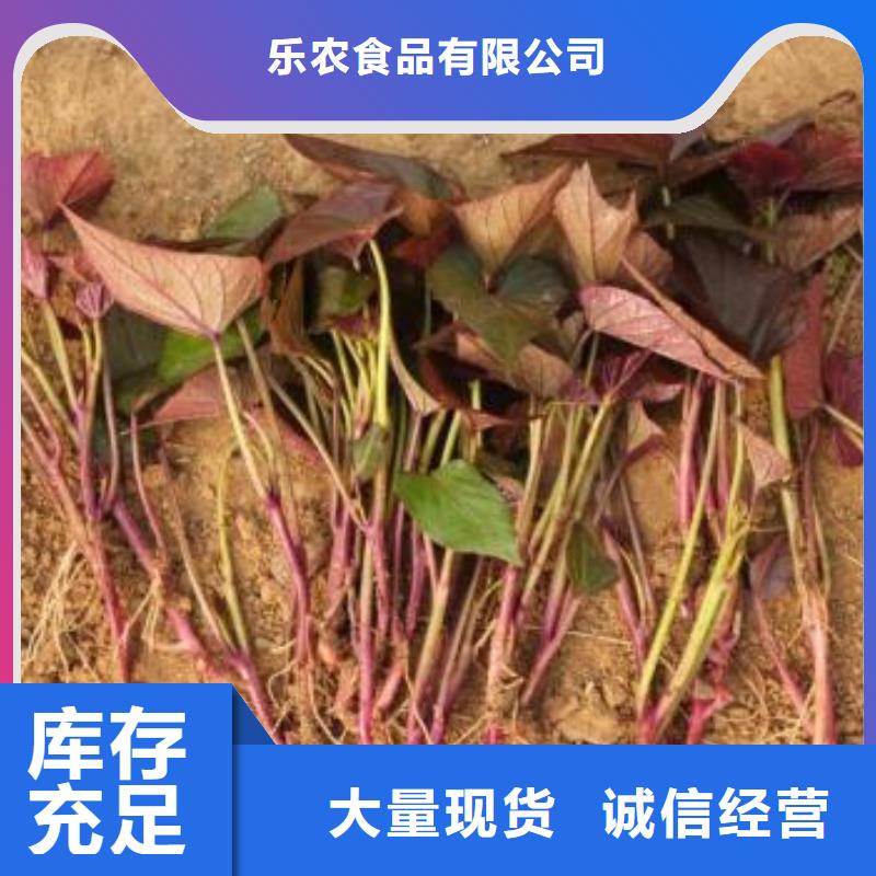 紫甘薯苗销售