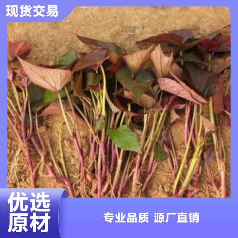 紫甘薯苗批发