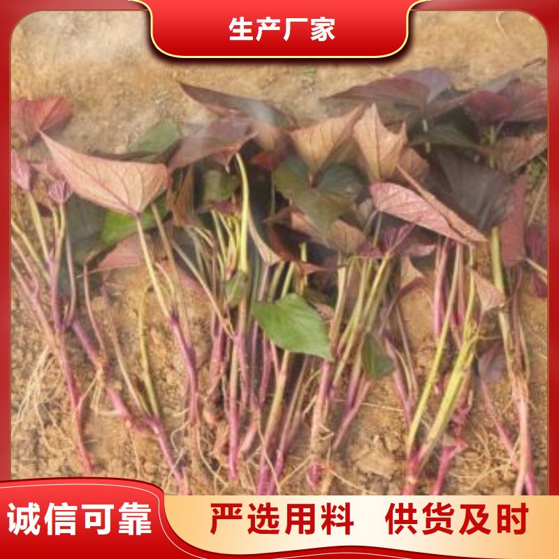 绫紫薯苗产地