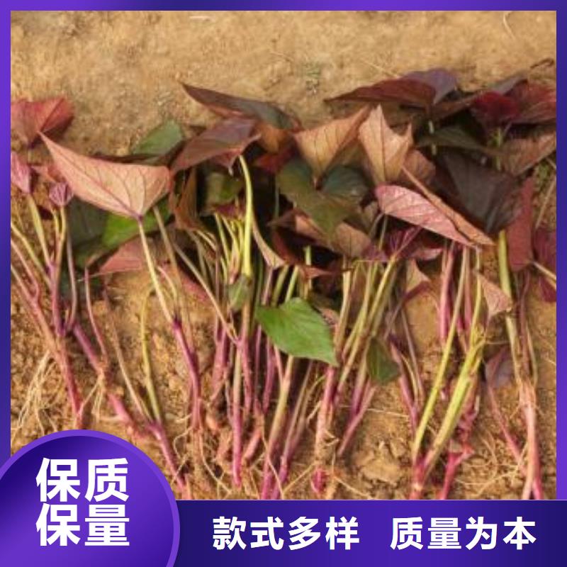 紫薯苗子电话
