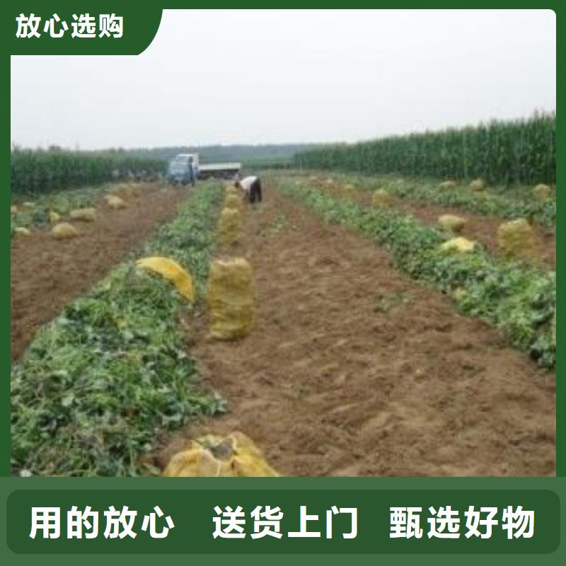 紫薯苗（绫紫）种植厂家