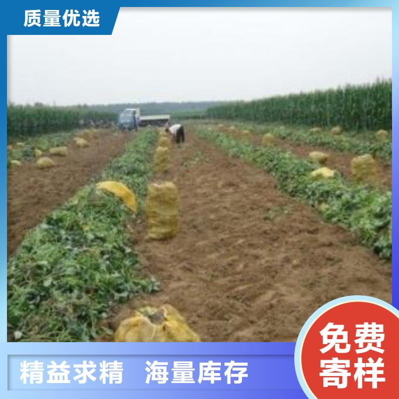 紫薯苗（春薯苗）种植基地
