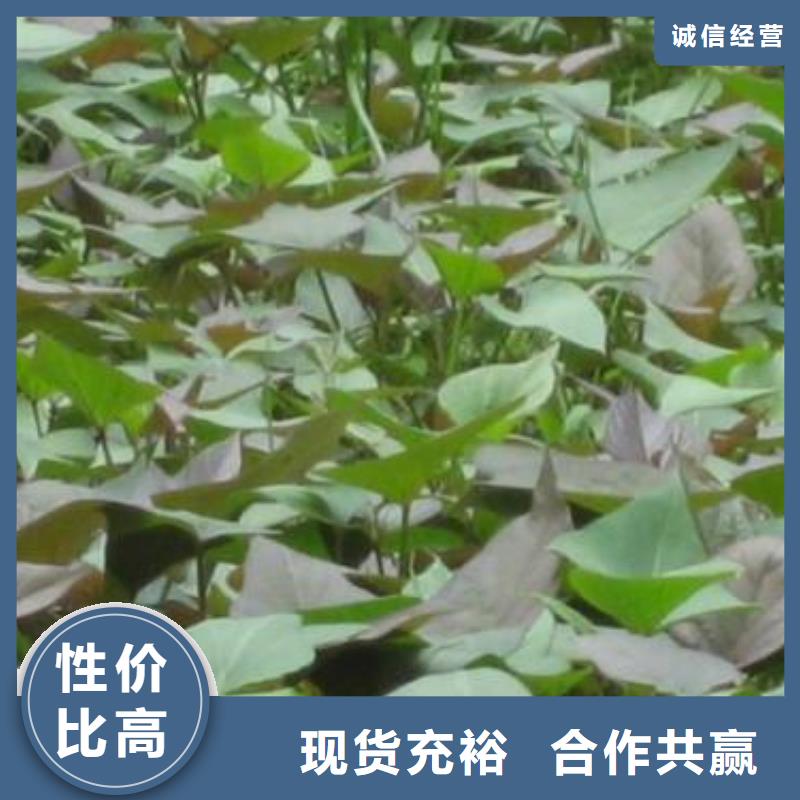 紫地瓜苗子种植基地