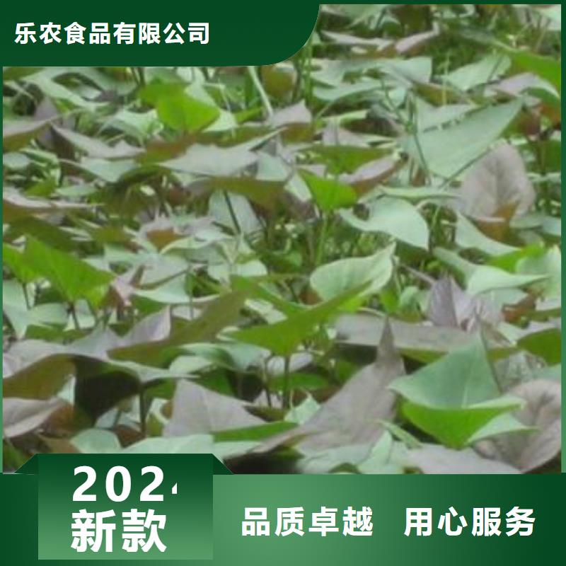 脱毒紫薯苗种植厂家
